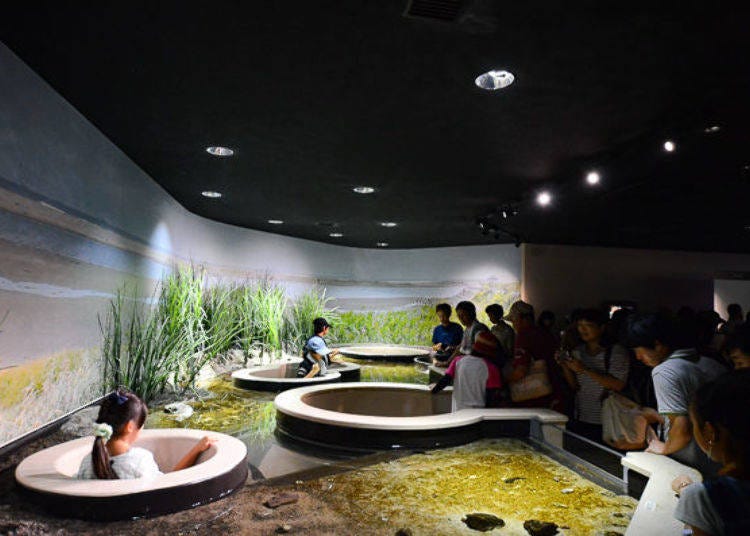 ▲ At Higate Cultivating Sea Life, you can crawl beneath the tanks to observe them. It is just like playing in a maze.