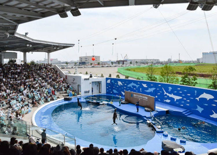▲ The Umino-Mori Stadium has tiered seating and can seat about 1,000 people.