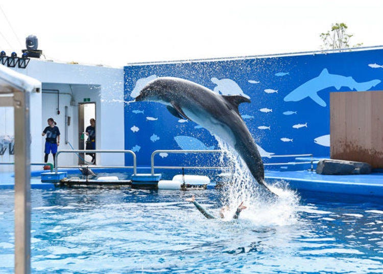 ▲ This is the view from the front row. Seeing dolphins up this close is really exciting!