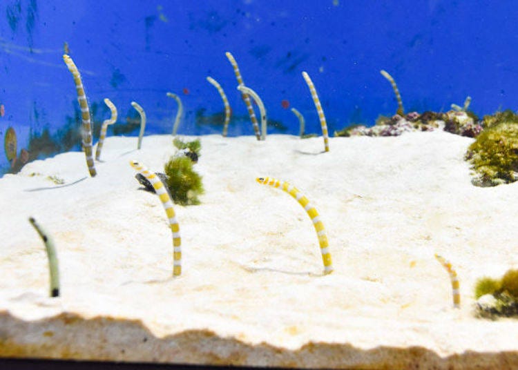 ▲ Finally there is the Asia area. Here I wanted to see the spotted garden eel and the splendid garden eel. I found the sight of a group of these spotted garden eels partially emerged from the sand and swaying in unison very comforting.