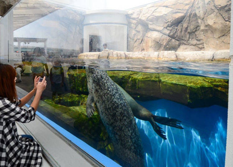 ▲ Spotted seals and South American sea lions swimming in a tank. Even if they dive down into the deep tank they come back up to the surface after a little while.