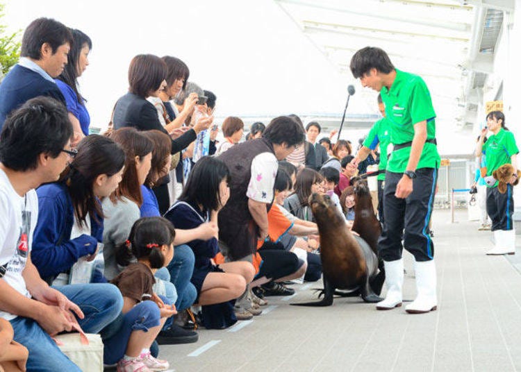 ▲ In the Plaza of Marine Animals you can touch South American sea lions and Humboldt penguins.