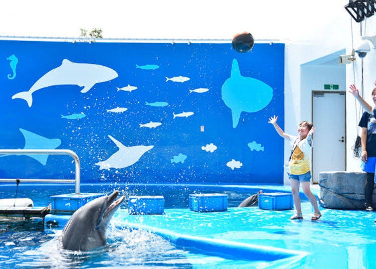 ▲ You can throw a ball to a dolphin and it will toss it back to you. How well can you catch it?