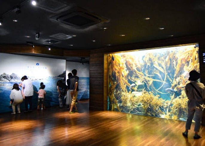 仙台海洋森林水族馆 的享乐方法 斑点莎瑙鱼群与近距离的海豚秀 Live Japan 日本的旅行 旅游 体验向导