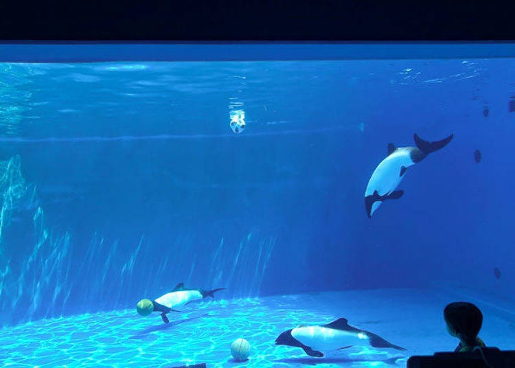▲黑与白，2种颜色相间的小型海豚，黑白海豚展示在美洲区。 在日本国内只有2间水族馆才能欣赏到。根据时期也会在海中表演