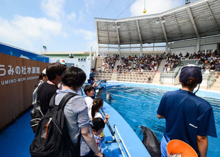 ▲在海洋森林运动场的舞台，从观众席上无法看到的角度观察水池与海豚的样子。与水面只隔数十厘米，好紧张