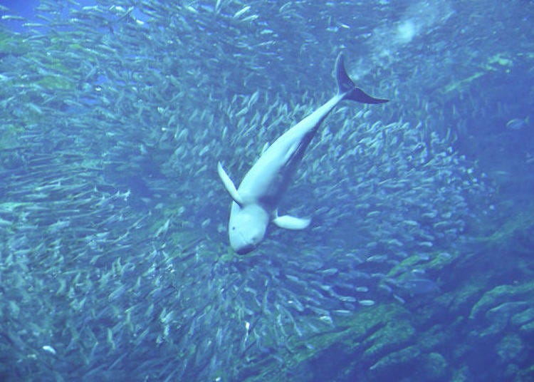 ▲2018年3月開始公開在東松島沖被救援的江豚。在東日本只有本水族館才有展示！