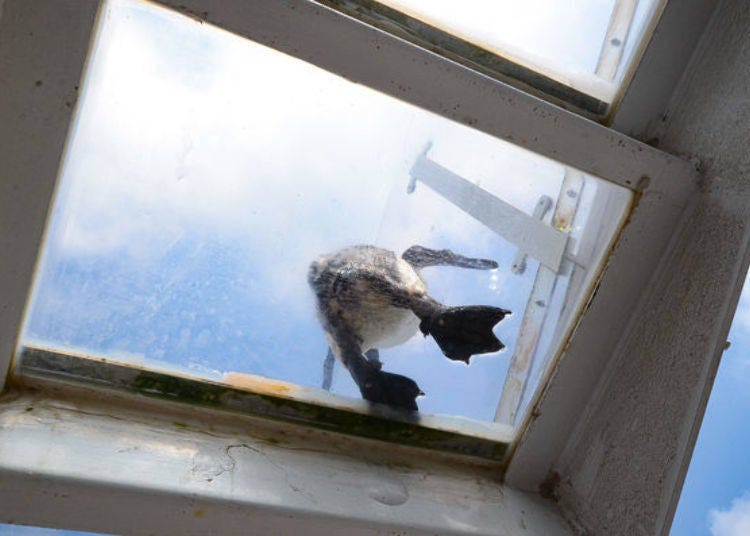 ▲在透明玻璃樓梯上小小跳步的企鵝，可以從下看到牠可愛的屁屁跟腳腳。