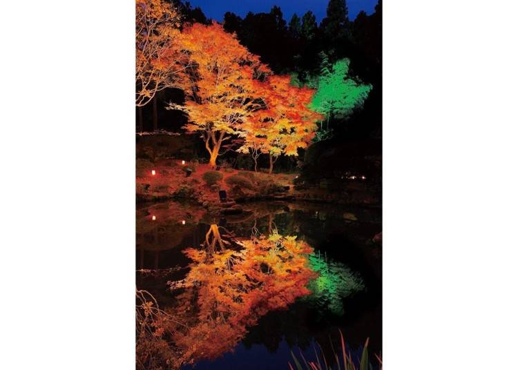 ▲ The latter part of October to the latter part of November is the best time to see the autumn leaves which are illuminated at night.