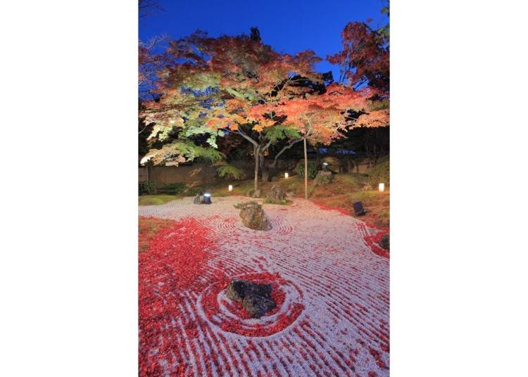 ▲ The illuminated rock garden adorned in fallen autumn leaves is a sight you really must see.
