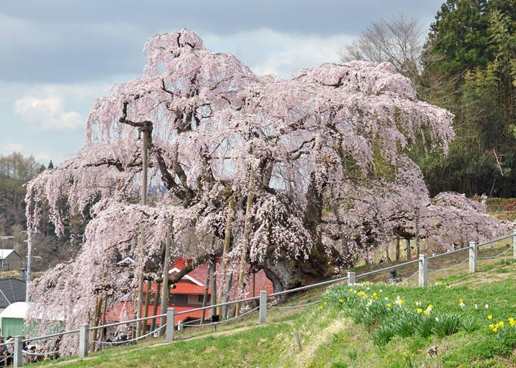 The 1000 year old Miharu Takizakura sakura tree in Fukushima Prefecture