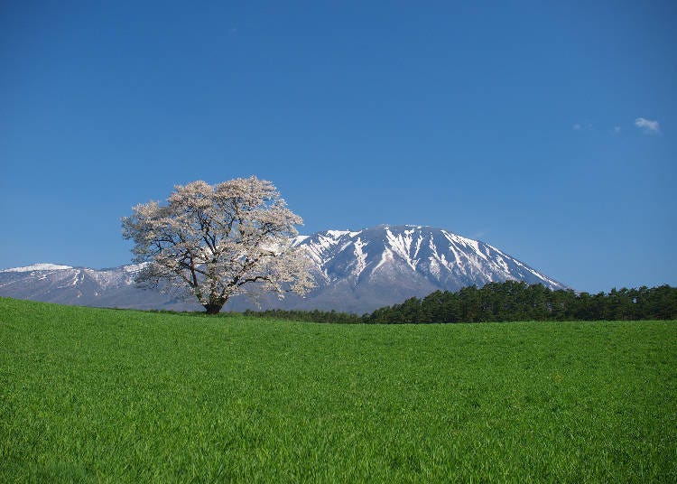 Solitary Cherry Tree at KOIWAI FARM, Iwate Prefecture. Photo courtesy of KOIWAI FARM