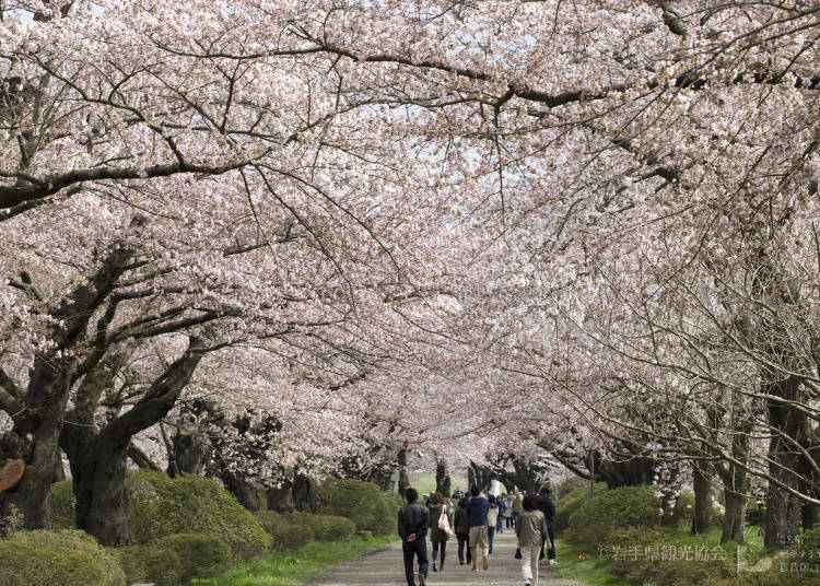 Tohoku sakura blossoms at Kitakami Tenshochi Park in Iwate Prefecture