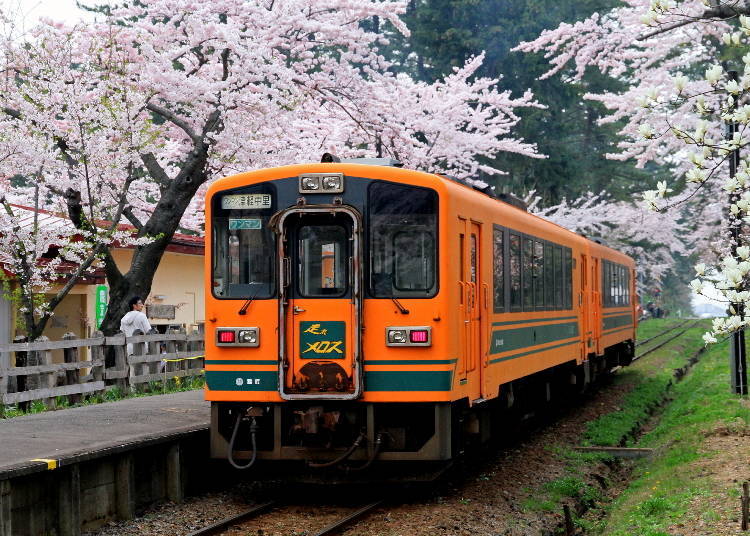 Ashino Park cherry blossoms in Aomori Prefecture