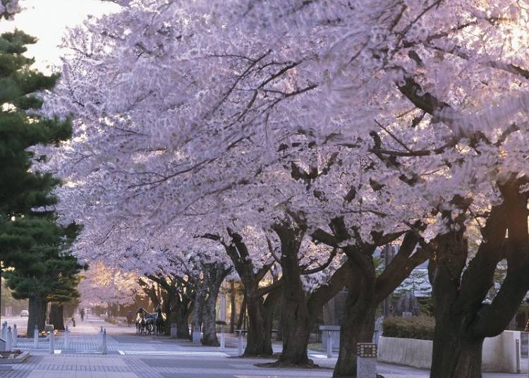 Towada City Kanchogai-dori cherry blossoms in Aomori Prefecture