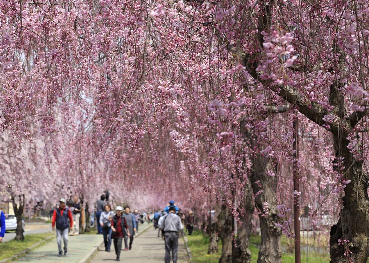 2.日中線記念自転車歩行者道のしだれ桜（福島県喜多方市）
見ごろ：4月中旬～下旬