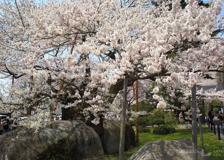9.石割桜（岩手県盛岡市）
見ごろ：4月中旬～下旬