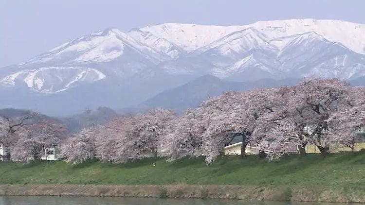 2024년 일본 동북(도호쿠) 지방의 벚꽃 명소 15곳 총정리
