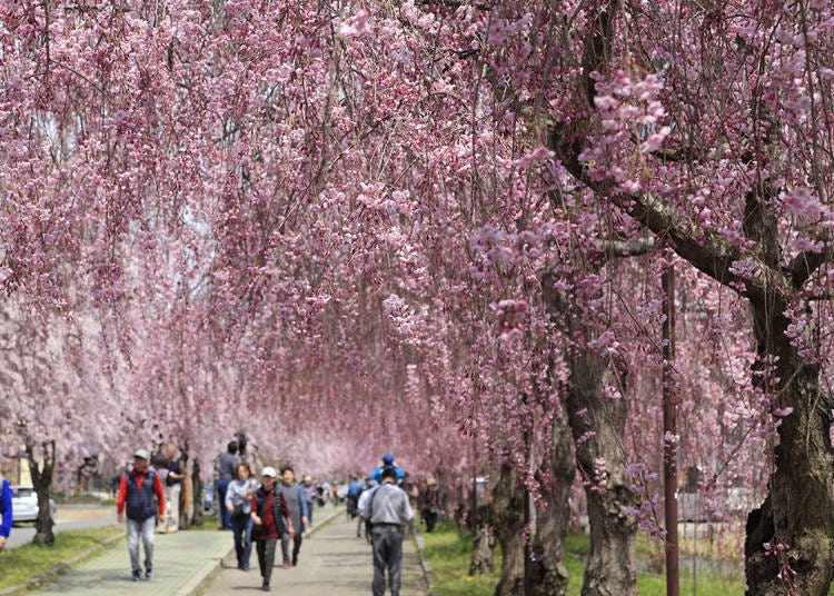 2. 닛추선 기념 자전거 보행자의 시다레자쿠라(수양벚나무)(후쿠시마현 기타카타시)
제철 : 4월 중반 ~ 말