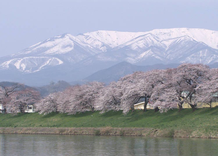 3, 시로이시가와 즈츠미센봉자쿠라(미야기현 오가와라마치)
제철 : 4월 초 ~ 중반