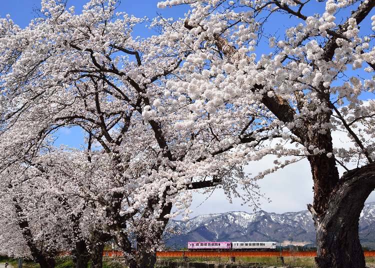 7, 오키타마 벚꽃 회랑(야마가타현 시라타카마치)
제철 : 4월 중반 ~ 말