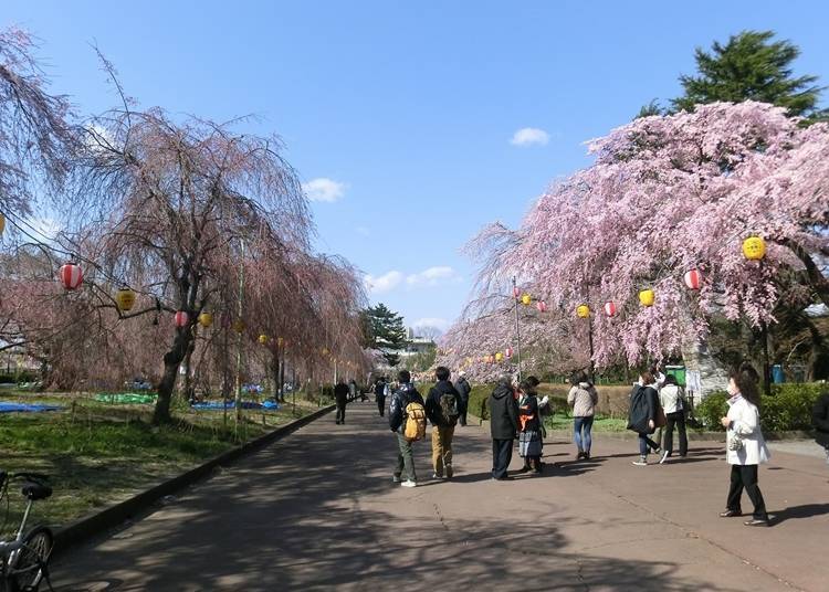 4. 츠츠지가오카 공원(미야기현 센다이시)
제철 : 4월 초 ~ 말