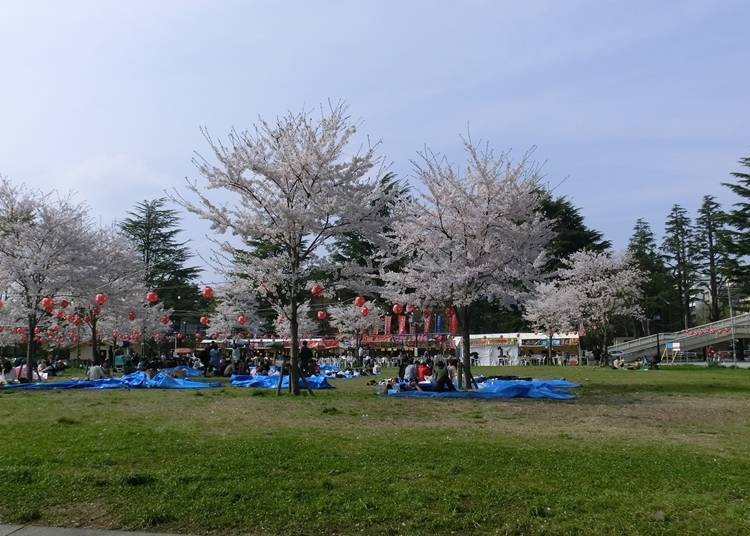5, 니시 공원(미야기현 센다이시)
제철 : 4월 초 ~ 말