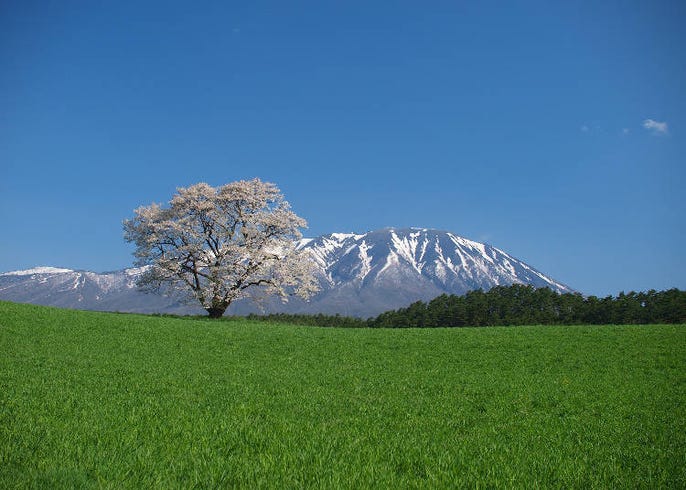 日本东北的最佳赏花季节是何时 日本 东北地区人气赏花景点10选 Live Japan 日本的旅行 旅游 体验向导