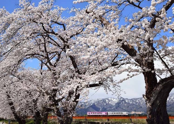 live japan