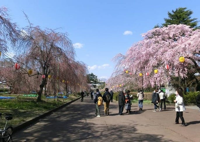 live japan