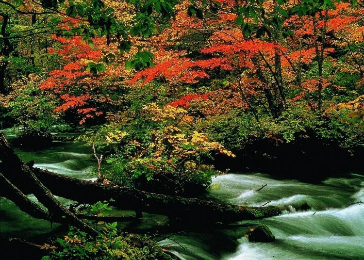 2. Oirase Gorge Mountain Stream (Aomori)