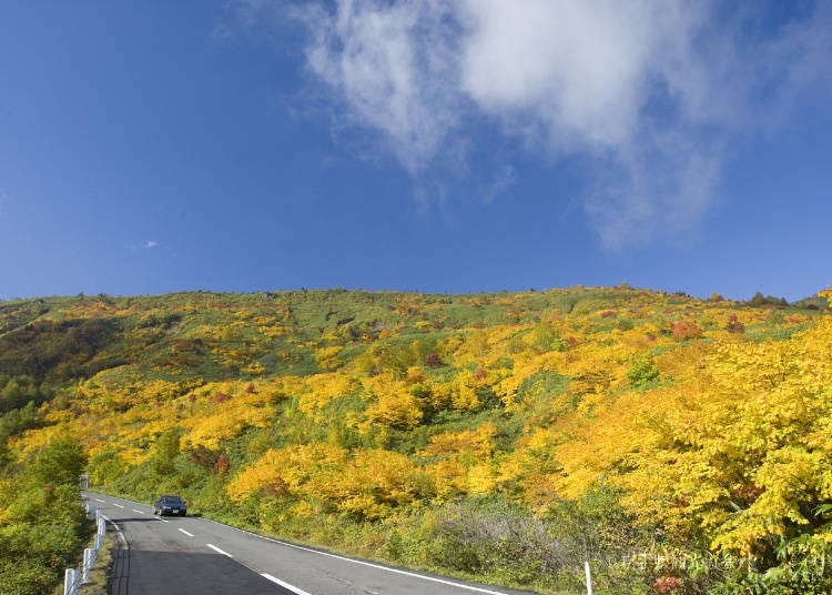 3. 아키타현과 이와테현에 걸쳐있는 하치만타이
(절정기: 9월 하순~10월 하순)