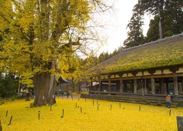 東北賞楓景點⑩新宮熊野神社的銀杏大樹（福島）