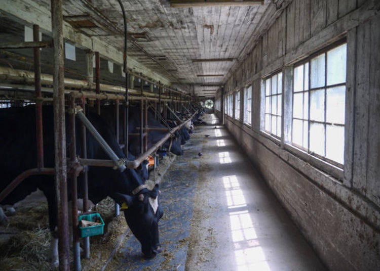 ▲Momma cows in Cowshed No.1. They look quite impressive up close