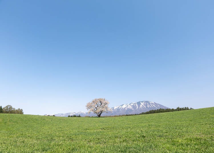 In Spring, Don't Miss the Solitary Cherry Tree