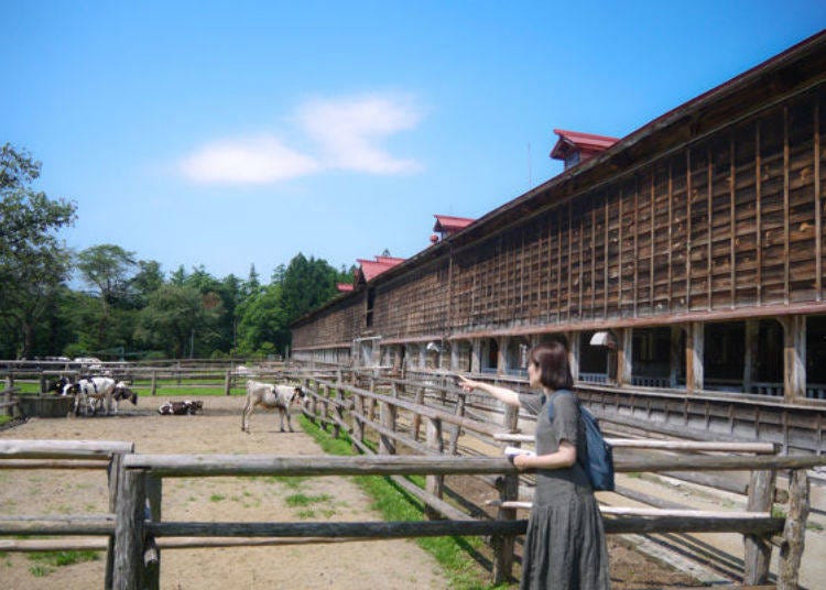 ▲ลูกวัวน่ารักอยู่ข้างหน้าแล้ว!