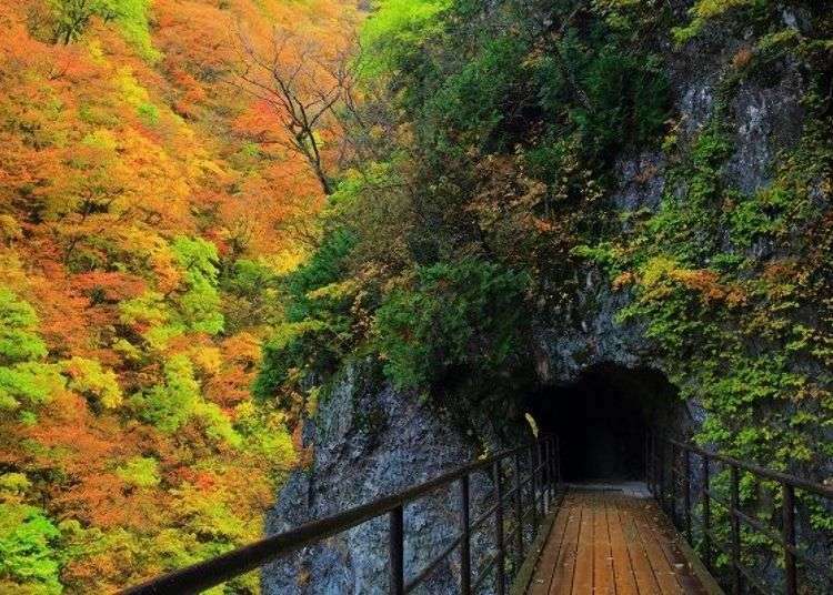 (Tohoku Japan Guide) Akita’s Dakigaeri Gorge: Refreshing Cobalt Blue Stream and Vibrant Fall Foliage