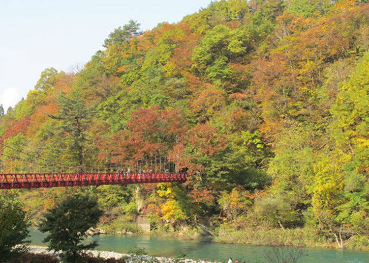 ▲A great shot of the red bridge and autumn leaves (photo provided by Tazawako - Kakunodate Kanko Kyokai)