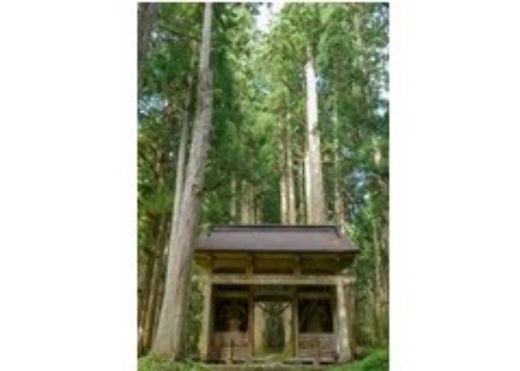 ▲伫立于高约30公尺杉树林中的仁王门