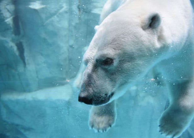 Oga Aquarium GAO Guide: Fish, Polar Bears and...Godzilla?