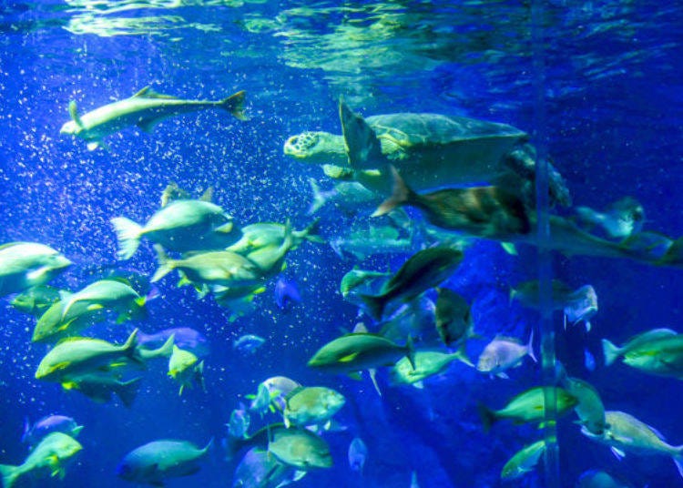 ▲You can see the sea turtles swimming up close