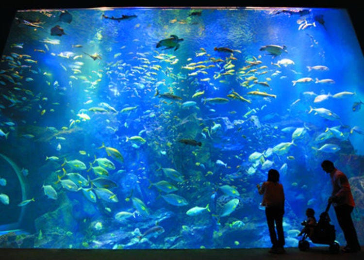 ▲The fishes swimming looks magical (photo provided by Oga Aquarium GAO)