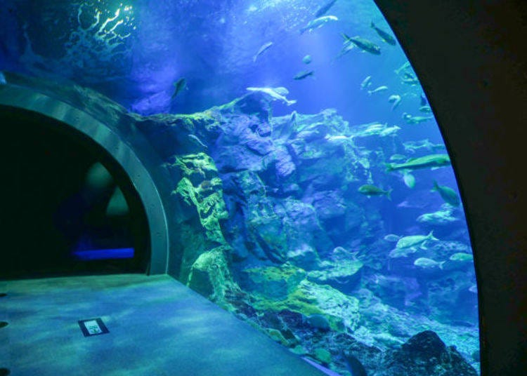 ▲The side is a water tunnel and you can see the fishes swimming above you