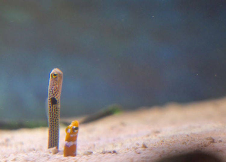 ▲We found the popular spotted garden eel!
