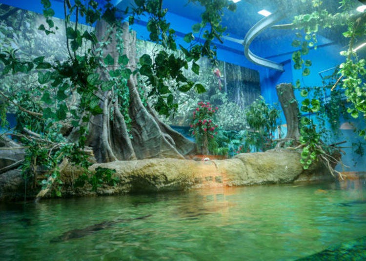 ▲They have replicated the biosphere of the Amazon River! Seeing the shadow of fishes swimming gives off a scary vibe.