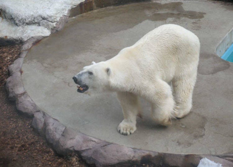 ▲There he is! Gota the polar bear.