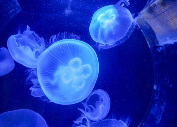 ▲Oddly relaxing seeing the jelly fish float (2nd floor Jelly Fish section)