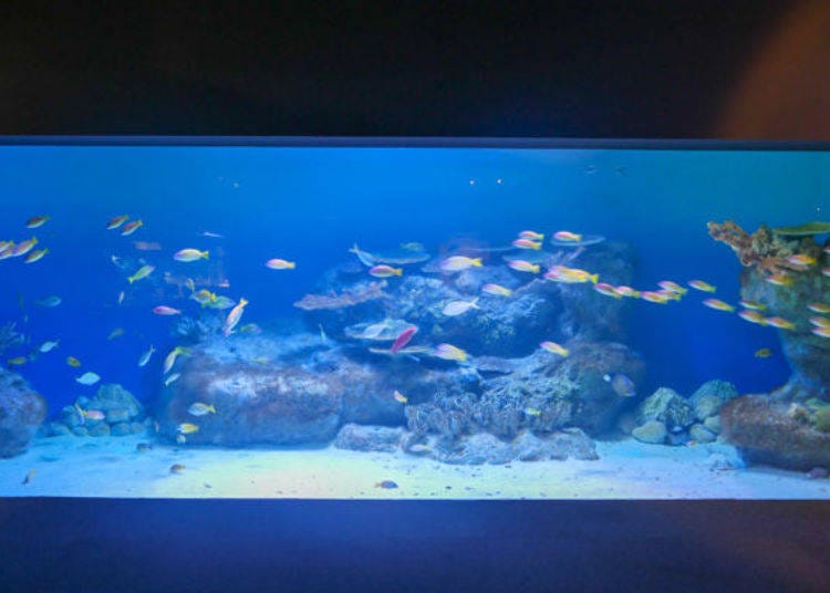 ▲선명한 색의 물고기들이 빛나는 산호 수조