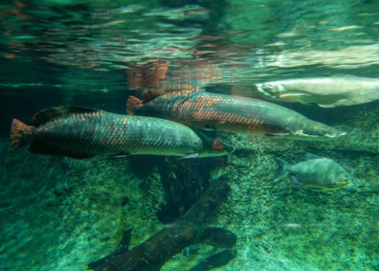 ▲세계 최대의 담수어 피라루쿠. 4.5m짜리도 발견된 적이 있다고 할 정도로 몸이 큰 물고기다!