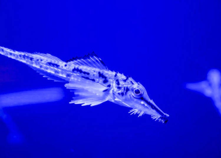 ▲背鳍像扇子一样的八角鱼，分布在东北或北海道地区